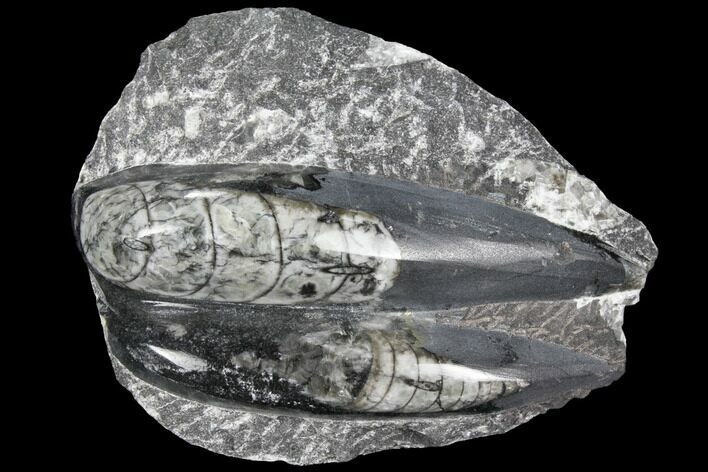 Polished Orthoceras (Cephalopod) Fossils - Morocco #96635